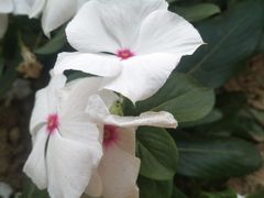 -松山湖梦幻百花洲
