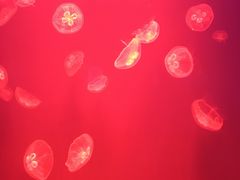 -福州罗源湾海洋世界旅游区