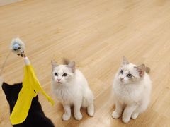 -有喵·猫咖·狗咖·30几只猫10只小狗(岗厦店)