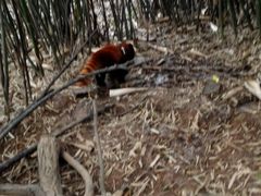 -成都大熊猫繁育研究基地