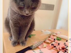 -乐琪宠物(青塔西路店)