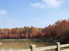 -上海海湾国家森林公园