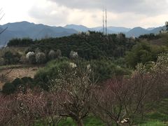 -新建村梅花