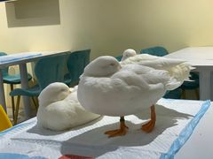 -RU DUCK柯尔鸭公社·撸鸭俱乐部·羊驼·小香猪