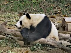 -广州长隆野生动物世界
