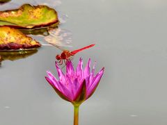-莲花池公园