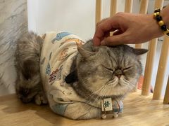 -楼上猫咖(罗湖店)
