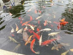 -国色天乡三期陆地乐园