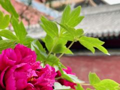 -莲花池公园