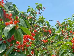 -樱桃山旅游景区