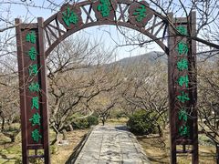 -香雪海