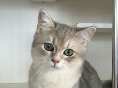 -东方名猫馆·英短金渐层布偶猫舍(环线广场1号楼店)