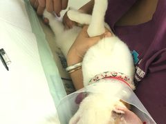 -爱诺耐芙动物医院(万博店)