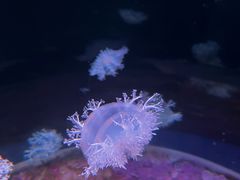 -欢乐海岸海洋奇梦馆