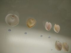 android_upload_pic-青岛贝壳博物馆