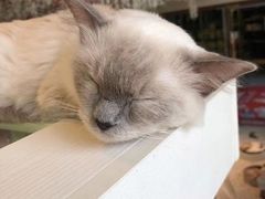 -喵喵咪呀布偶猫咖(春熙路店)