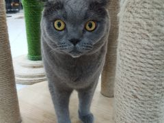 -喵园·猫主题咖啡厅·撸猫·猫咖(国贸店)