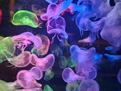 -太平洋海底世界