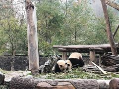 -都江堰中华大熊猫苑