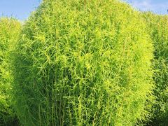 -春花秋色城市公园