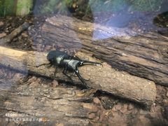 -上海大自然野生昆虫馆(东方明珠·爬宠昆虫探索中心)