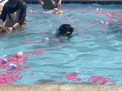 -趣玩宠物乐园寄养训犬训狗游泳池