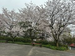 -南山植物园