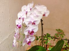 -畅和茶坊·曦瓜中国大红袍