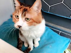 Anne猫窝咖啡屋-Anne猫窝咖啡屋