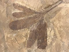 -辽宁古生物博物馆