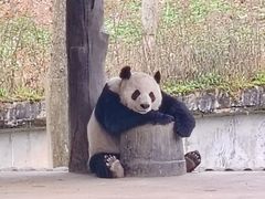 -中国大熊猫保护研究中心雅安碧峰峡基地