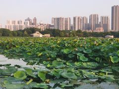 -月湖风景区