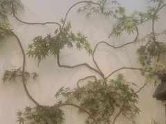 -耳艺采耳·足疗(市桥店)