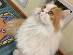 -猫和宫(六道口店)