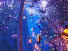 -顺德南宏海立方海洋公园