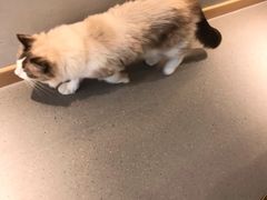 -飞行喵MR PILOT|猫舍·猫咖(静安大融城店)