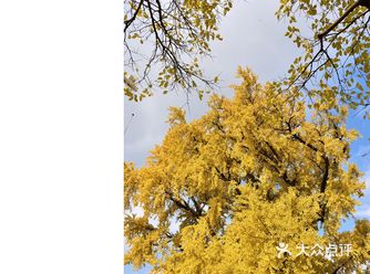花半天时间，看一树银杏