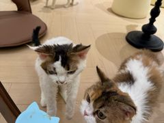 -momokira米努特·德文卷毛猫·棉花面纱犬