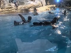 -帝企鹅自助餐厅•儿童岛•真企鹅(长隆企鹅酒店)