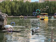-团结湖公园