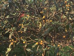 -塘栖枇杷特色园区