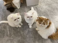 -More Fun猫咖 二十只万元加菲主题