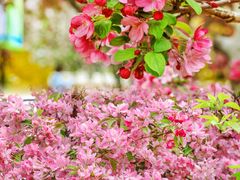 -海棠花溪(元大都城垣遗址公园)