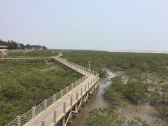 蹦蹦鱼-北海金海湾红树林生态旅游区