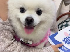 -美联众合动物医院·24h转诊中心