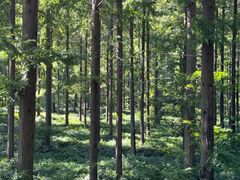 -黄海国家森林公园