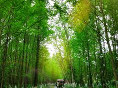 -桤木河湿地公园