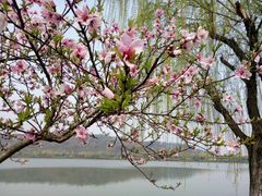 -羊山湖公园