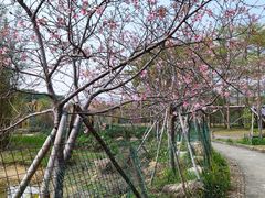 -天适樱花悠乐园