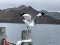 -羊卓雍措